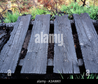 Burnt planks of a woodland walkway at the scene of a forest fire on Thursley Common Surrey England UK. Stock Photo