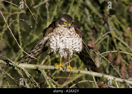 Sparrowhawk Accipiter nisus perched in larch tree with wings open drying itself after bathing potton bedfordshire Stock Photo