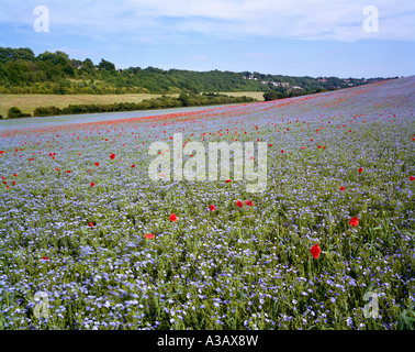 Poppies amongst a crop of flax close view. London, Kent, UK. Stock Photo