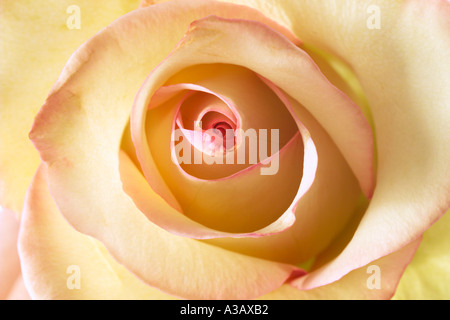 Yellow rose, close-up Stock Photo