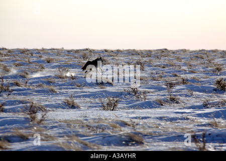 coyote running across field in winter Stock Photo