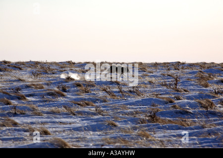 coyote running across field in winter Stock Photo