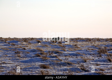 coyote running across field in winter Stock Photo