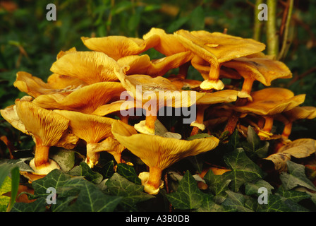 RozitesCaperata Gypsy mushroom Famliy name Cortinarius Ccortinariaceae  Stock Photo