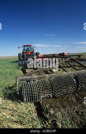 NEW CASE IH MX200 TRACTOR DISKING WHEAT STUBBLE TO PLANT ALFALFA USING DISK EQUIPPED WITH ROLLING CULTI-MULCHER ATTACHMENT Stock Photo