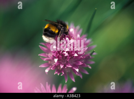 Honey bee on purple chive flower Stock Photo
