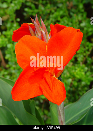 Canna indica Indian shot in garden setting Stock Photo