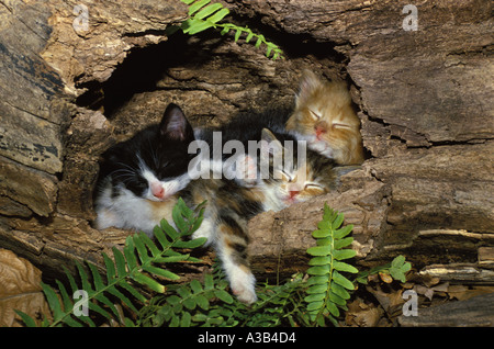 Three cute kittens curled up asleep in inside a hollow log in a home garden surrounded by ferns, Missouri, USA Stock Photo