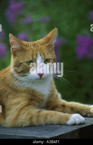 Yellow tiger cat with white face sitting peacefully on a bench in a backyard flower garden, Missouri USA Stock Photo