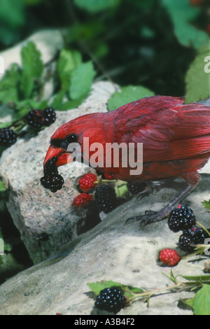 Bright red male Northern Cardinal eating wild blackberries on a rock wall at garden edge, Midwest USA Stock Photo