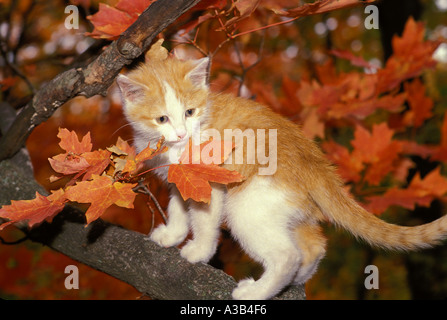 Up the tree: Cute yellow and white tabby kitten on maple branch in fall, Midwest USA Stock Photo