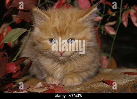 Yellow tabby kitten sitting quietly on tree stump in garden with red autumn leaves, USA Stock Photo