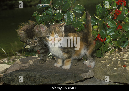 Two furry adorable blue-eyed kittens - calico and tabby stand on a rock beside a holly tree, backlit in the garden. Missouri, USA. Stock Photo