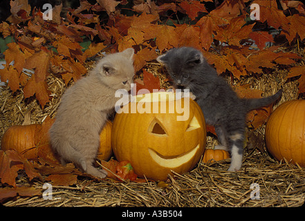 Two adorable kittens standing to play with a carved pumpkin Jack o'lantern for Halloween in autumn scene with maple leaves Midwest USA Stock Photo