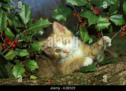 Yellow and white tabby blue-eyed kitten playing on log in garden beside holly tree with red berries, Midwest USA Stock Photo