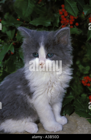Fluffy gray and white kitten by holly tree with red berries. Missouri, United States of America. Stock Photo