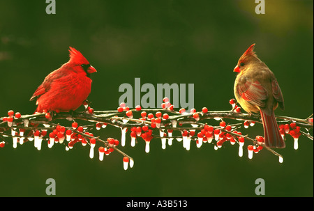 Male and female Northern Cardinals on icy branch with holly berries, Missouri USA Stock Photo