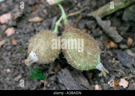 American gooseberry mildew Sphaerotheca mors uvae close up of infected fruit Stock Photo