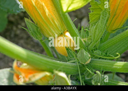 Courgette one ball a spherical yellow variety Stock Photo