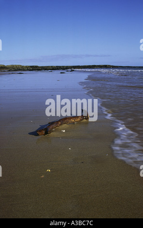 Lonely log washed up onto sandy beach, Bamburgh, Northumberland, England, UK Stock Photo