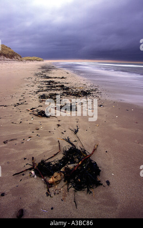 Tangle seaweed washed up onto sandy beach, Bamburgh, Northumberland, England, UK Stock Photo