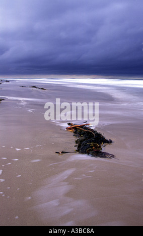 Tangle seaweed washed up onto sandy beach, Bamburgh, Northumberland, England, UK Stock Photo