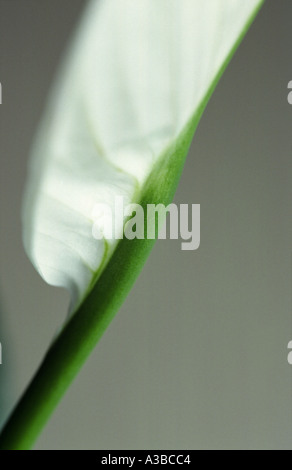 Peace Lily (Spathiphyllum) houseplant Stock Photo