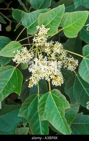 Kukui or Candlenut Tree blossom and leaves Hawaii Stock Photo