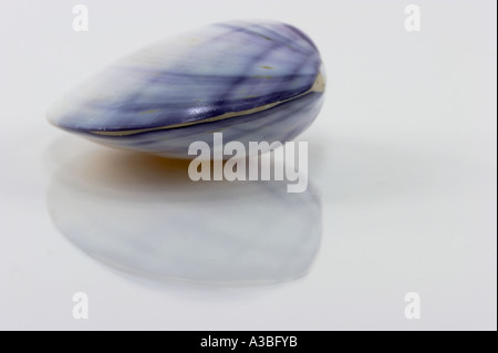 A blue and white tellinidae sea shell. Stock Photo