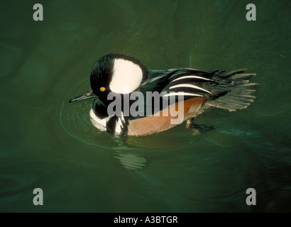 Hooded Merganser Drake, Lophodytes cucullatus (Mergus cucullatus), Anatidae Stock Photo