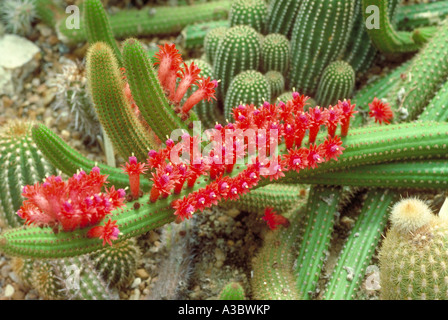Cleistocactus samaipatanus (Syn. Borzicactus samaipatanus), Cactaceae. Bolivia, Peru, South America.
