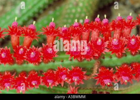 Cleistocactus samaipatanus (Syn. Borzicactus samaipatanus), Cactaceae. Bolivia, Peru, South America.