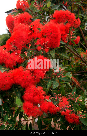 A vermillion west Australian flowering gum Stock Photo