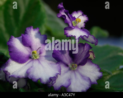 African Violet Saintpaulia sp Stock Photo