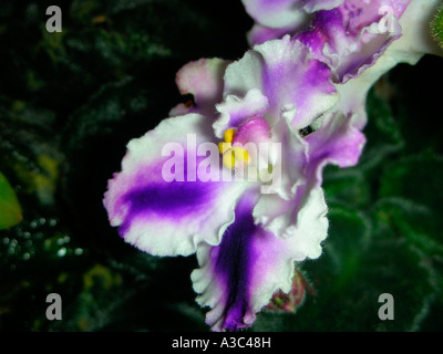 African Violet Saintpaulia sp Stock Photo