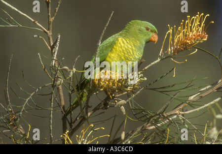 SCALY BREASTED LORIKEET Trichoglossus chlorolepidotus Stock Photo