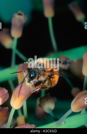 Red Mason Bee, Osmia bicornis. Collecting nectar on flower Stock Photo