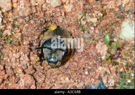 Mining Bee. Andrena sp. At nest on ground Stock Photo