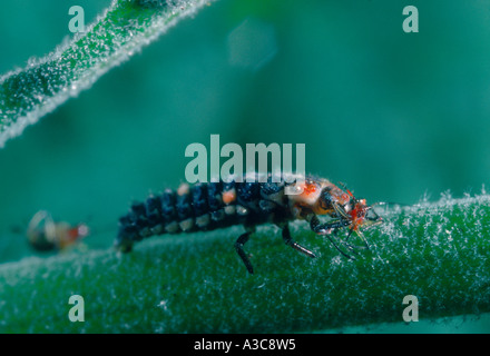 7-spot Ladybird. Coccinella 7-punctata. Larva on stem eating an Aphid Stock Photo