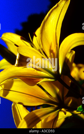 Yellow Asiatic Lily Stock Photo