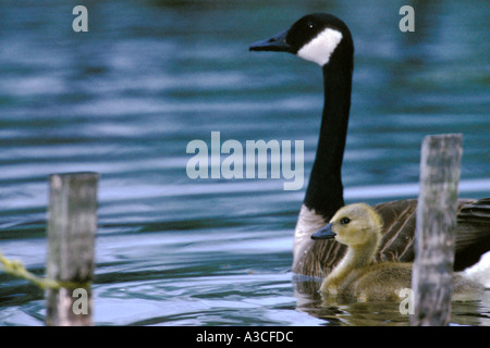 Canada Geese Family Outing in North Pond, Chicago, Illinois Stock Photo