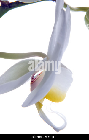 Close up of white moth orchid Stock Photo