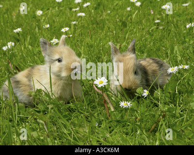 dwarf rabbit (Oryctolagus cuniculus f. domestica), two young animals on flower meadow Stock Photo