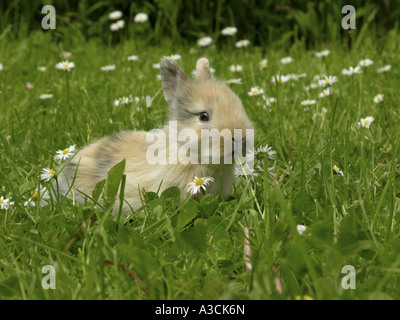 dwarf rabbit (Oryctolagus cuniculus f. domestica), young animal on flower meadow Stock Photo