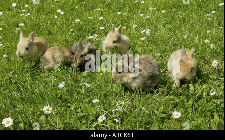 dwarf rabbit (Oryctolagus cuniculus f. domestica), young animals on flower meadow Stock Photo