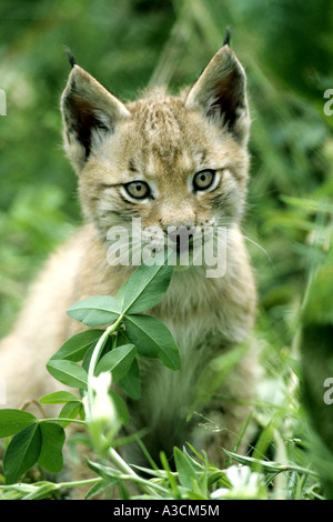 Eurasian lynx (Lynx lynx), young with leaf in mouth, Germany Stock Photo