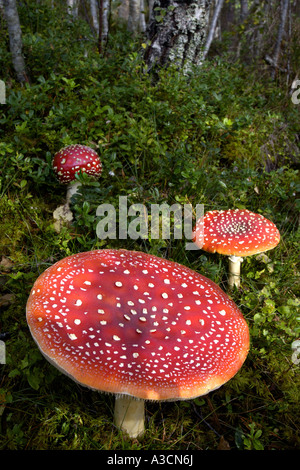 fly agaric (Amanita muscaria), three mushrooms in the forest, United Kingdom, Scotland, Cairngorms NP Stock Photo