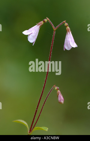 twinflower (Linnaea borealis), blooming, named after the svedish botanist Carl von Linee, United Kingdom, Scotland, Cairngorms Stock Photo