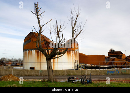 Tree surviving in aftermath of explosion and fire at Buncefield oil depot, Hemel Hempstead, Hertfordshire, England, UK. Stock Photo