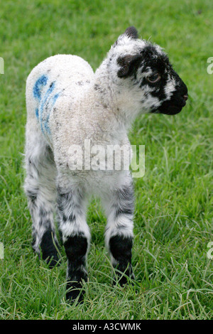 A white and black baby lamb standing in a field. Stock Photo